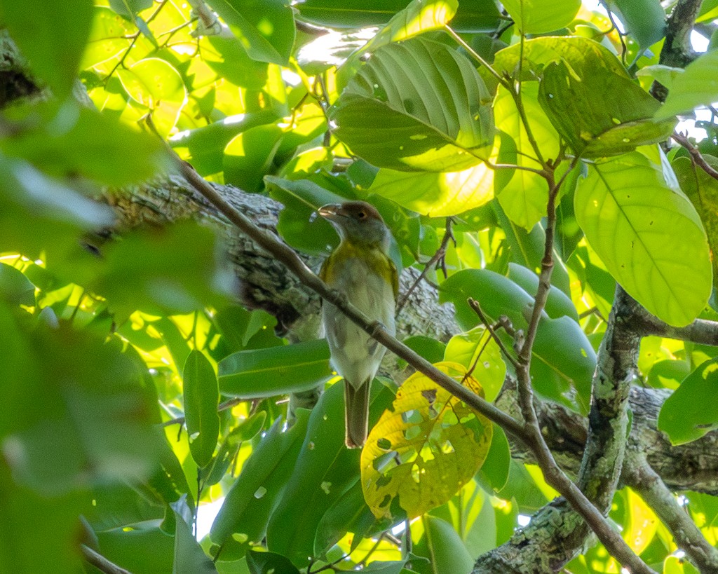 Rufous-browed Peppershrike - ML645704221
