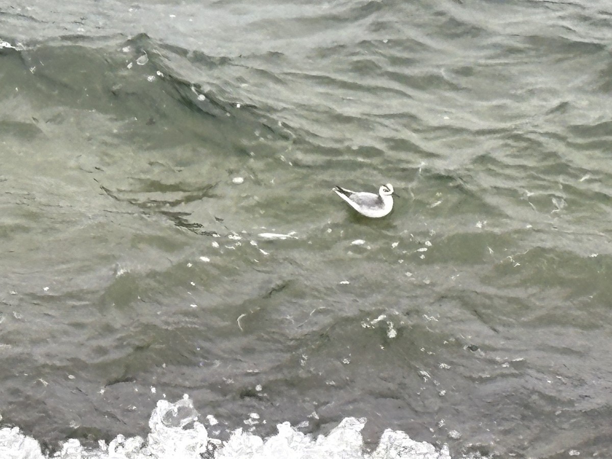 Red Phalarope - ML645704222