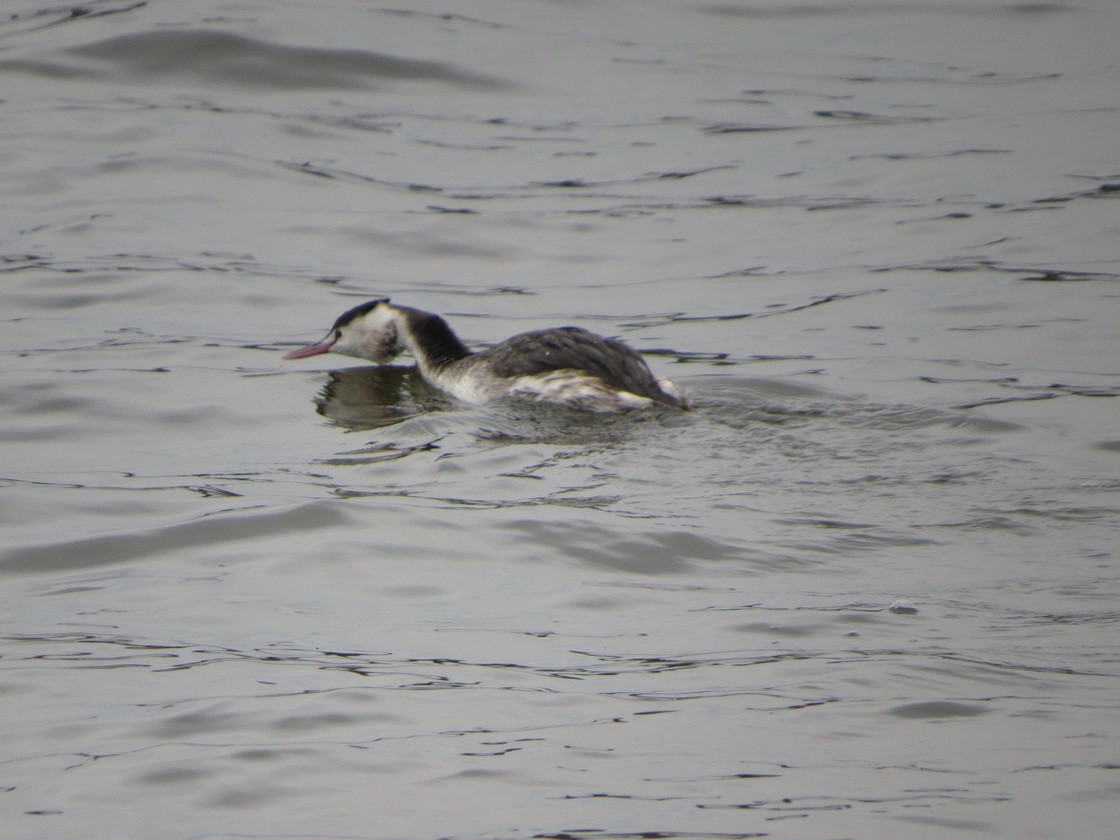 Great Crested Grebe - ML645704224