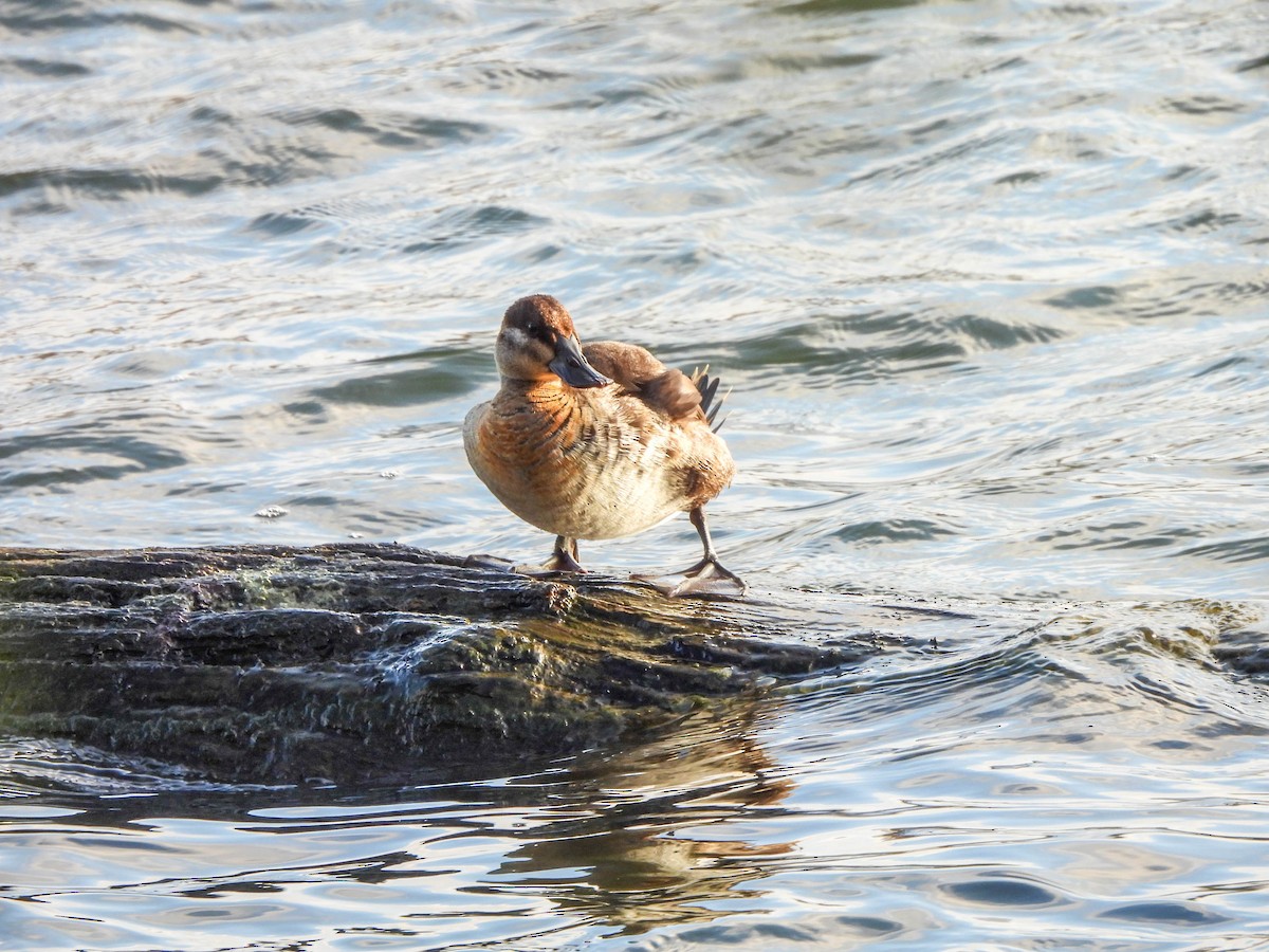 Ruddy Duck - ML645704228