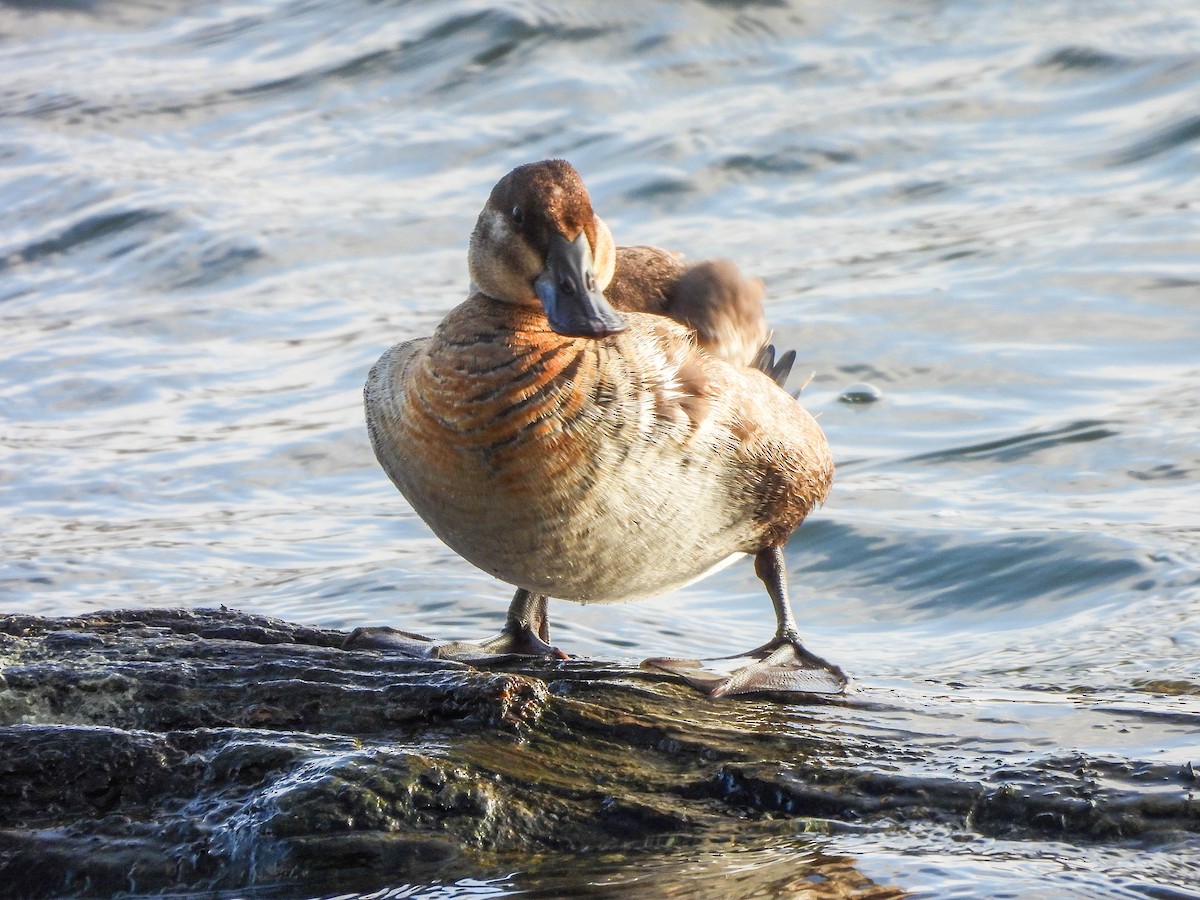 Ruddy Duck - ML645704229