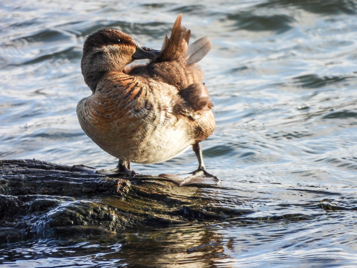 Ruddy Duck - ML645704230