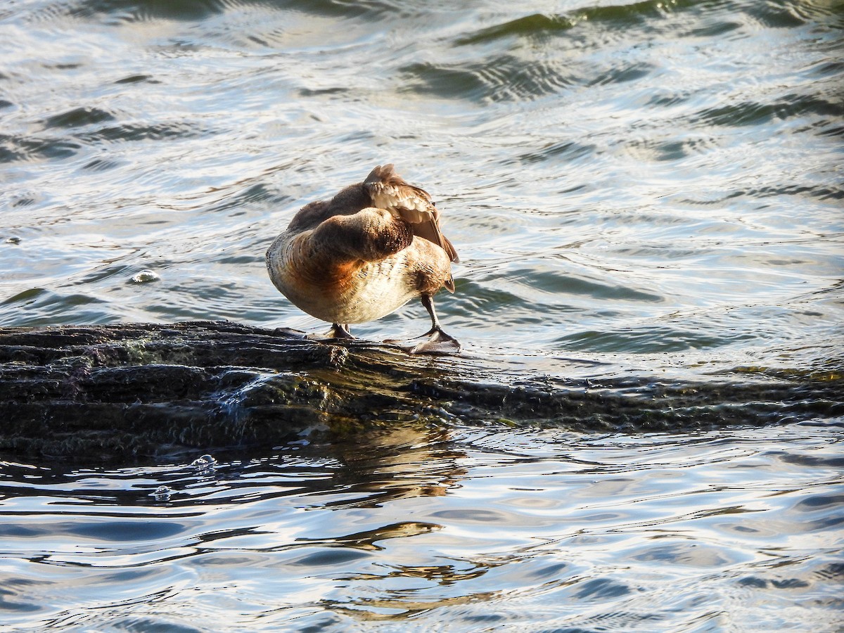 Ruddy Duck - ML645704232