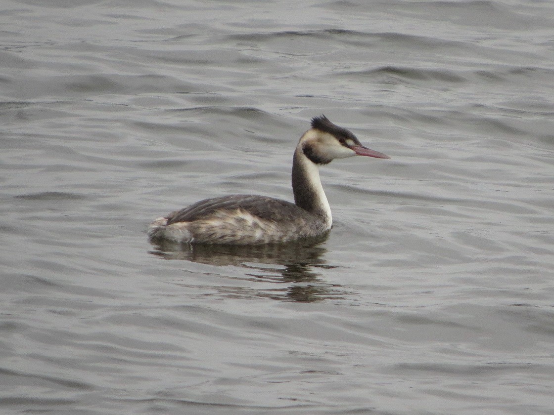 冠鸊鷉 - ML645704240