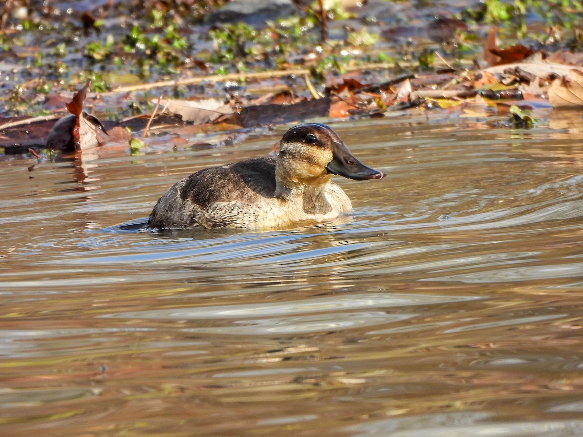 kobberand - ML645704243