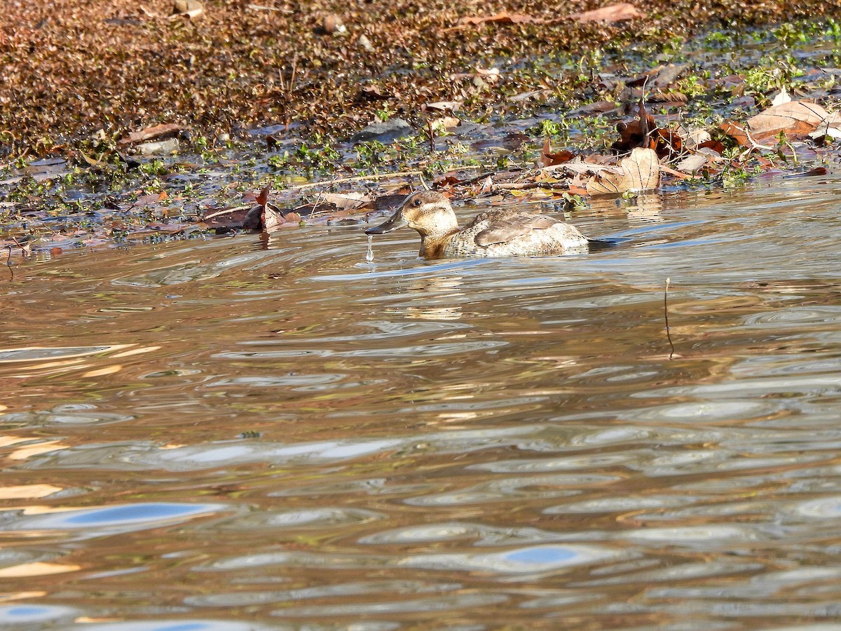 kobberand - ML645704244