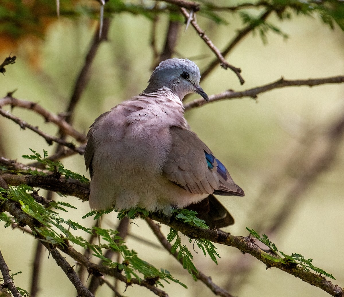 Emerald-spotted Wood-Dove - ML645704246