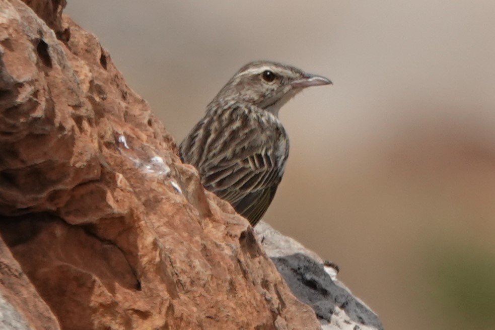 Striped Pipit - ML645704247