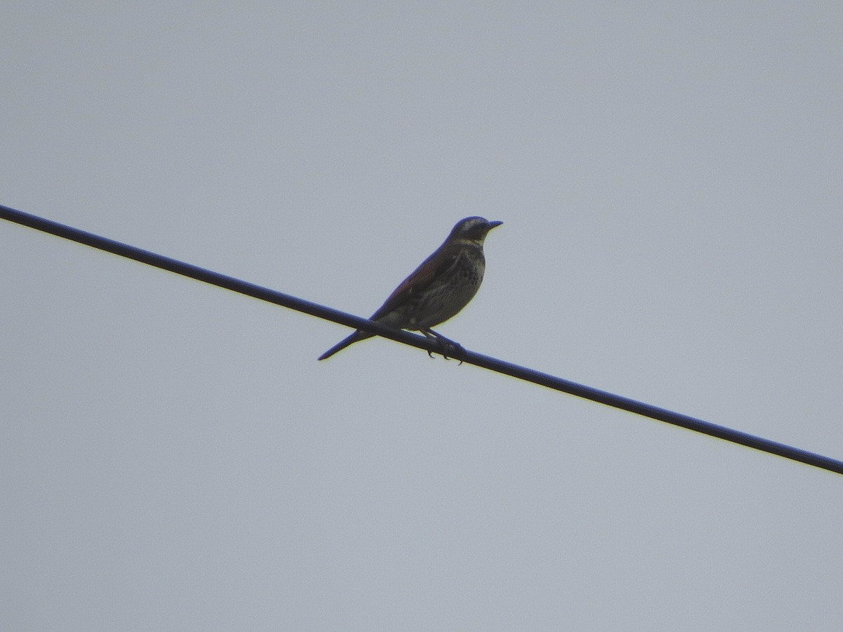 斑點鶇 - ML645704255