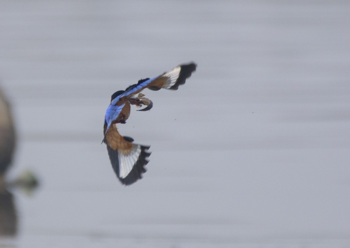 Black-capped Kingfisher - ML645704294