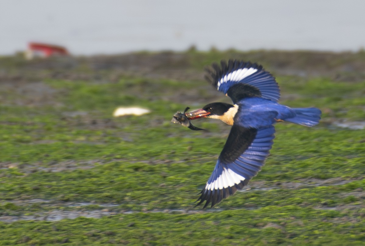 Black-capped Kingfisher - ML645704295