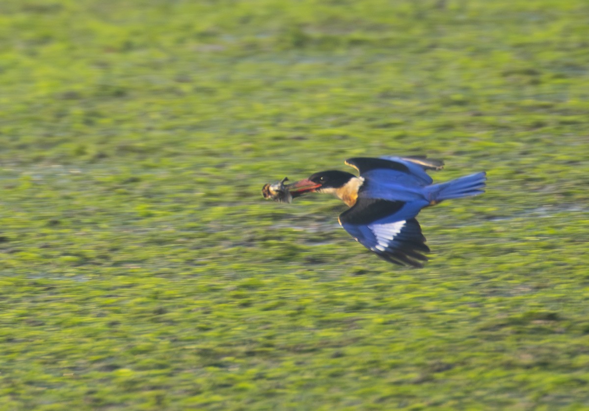 Black-capped Kingfisher - ML645704297