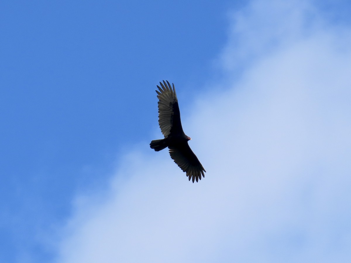 Turkey Vulture - ML645704303