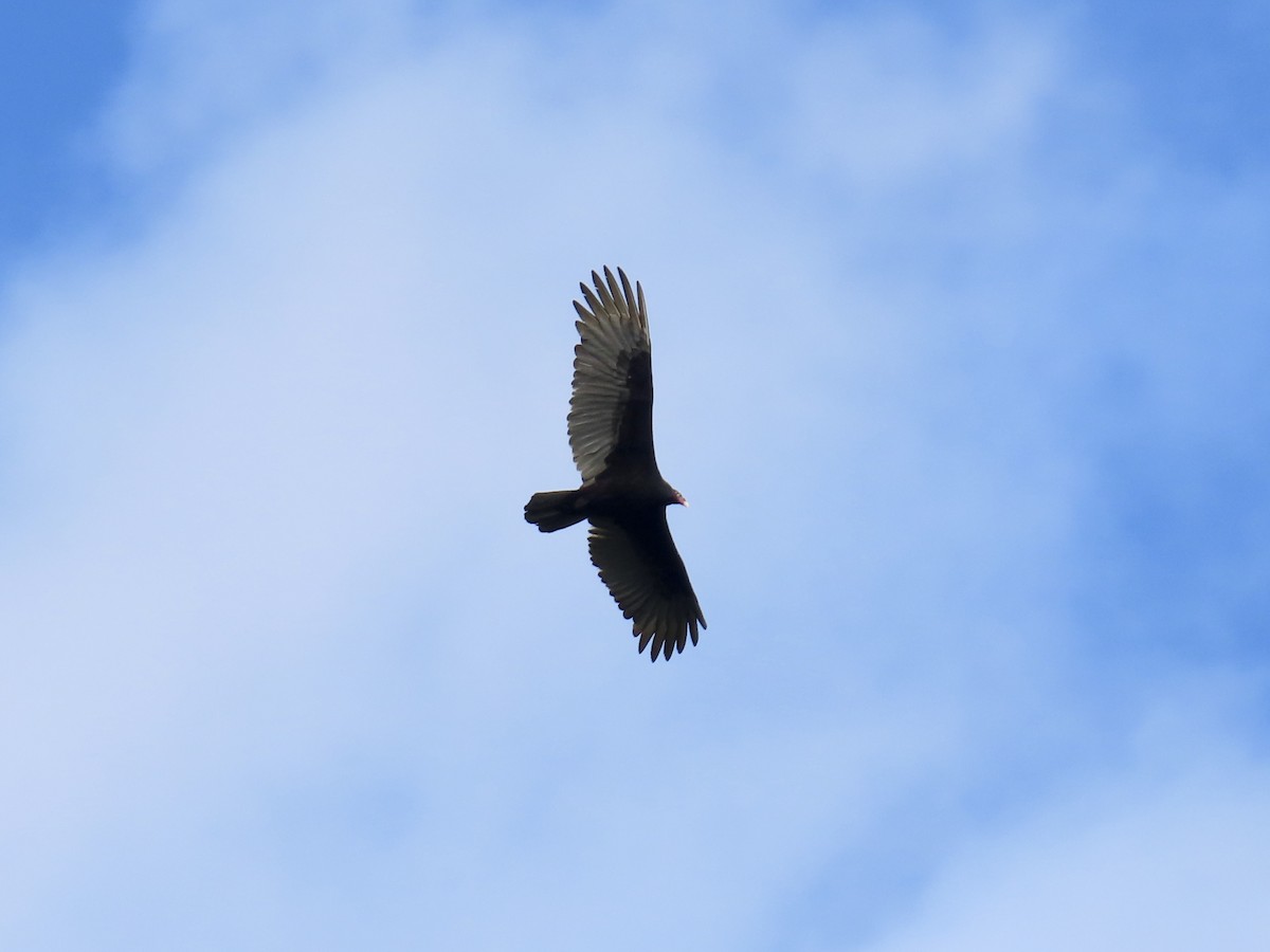 Turkey Vulture - ML645704304