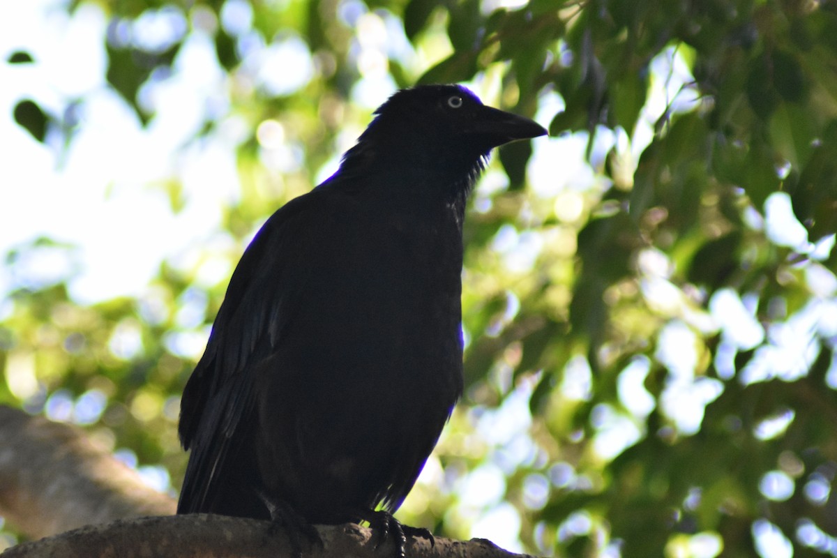 Torresian Crow - ML645704305