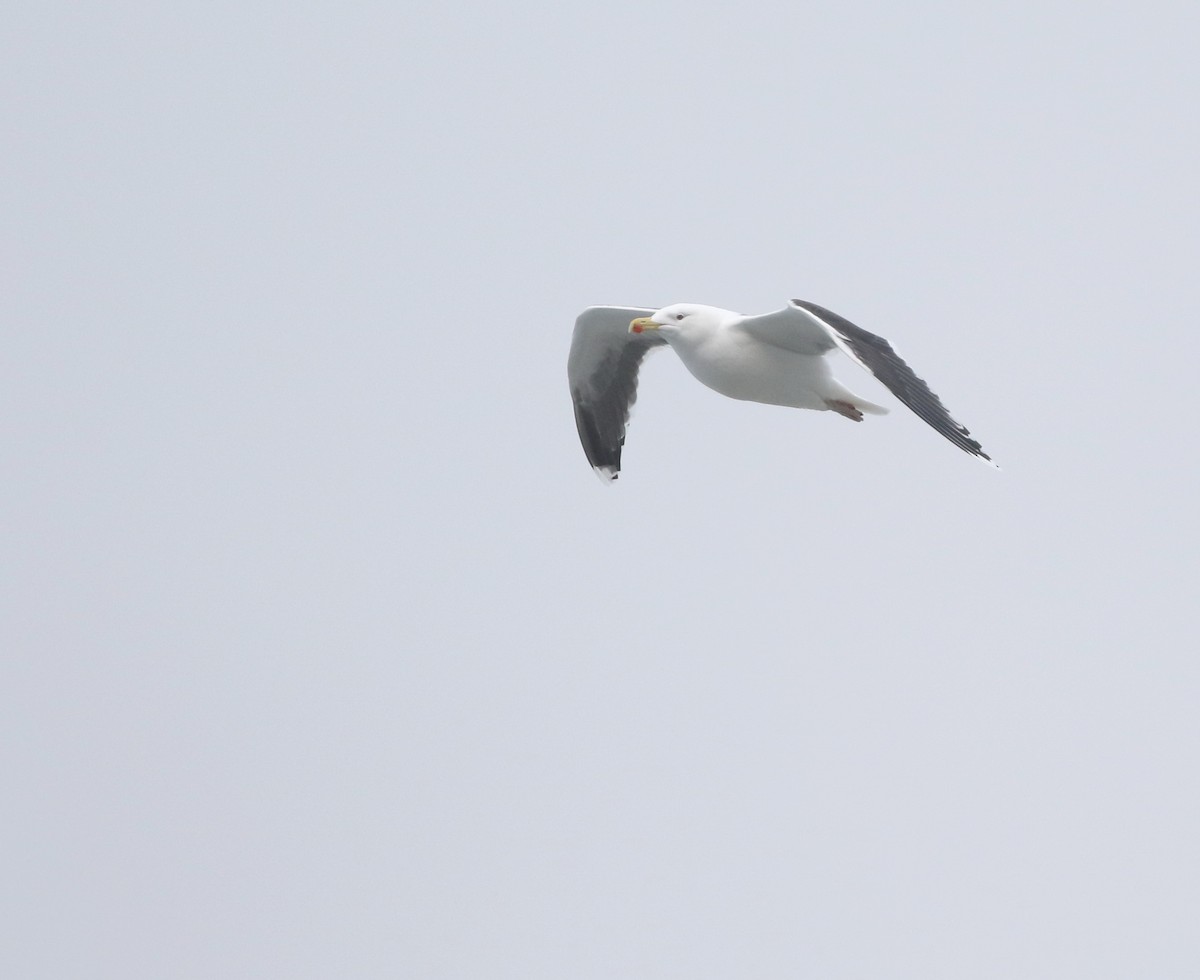 Lesser Black-backed Gull - ML645704306