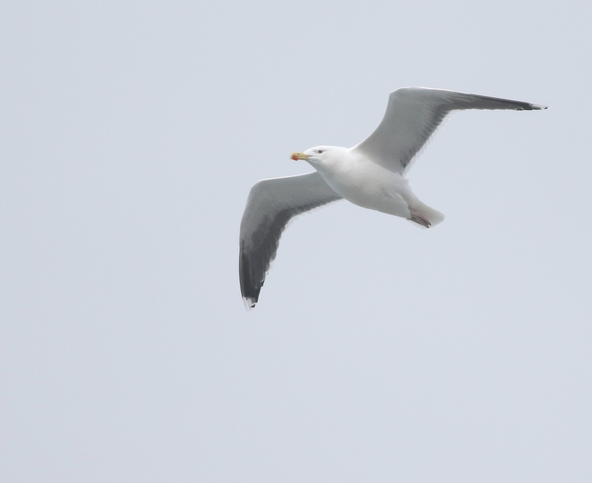 Lesser Black-backed Gull - ML645704307
