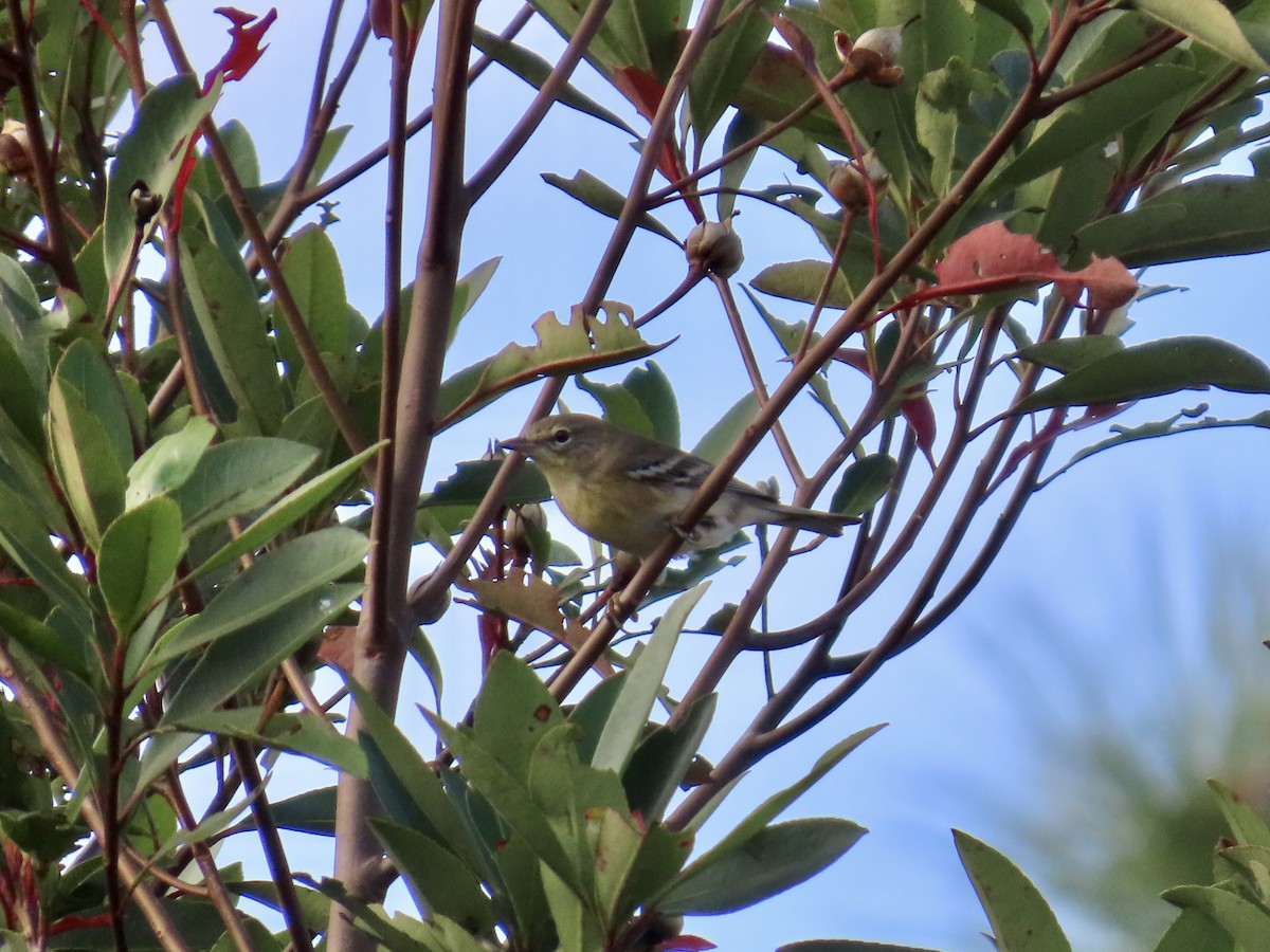 Pine Warbler - ML645704308