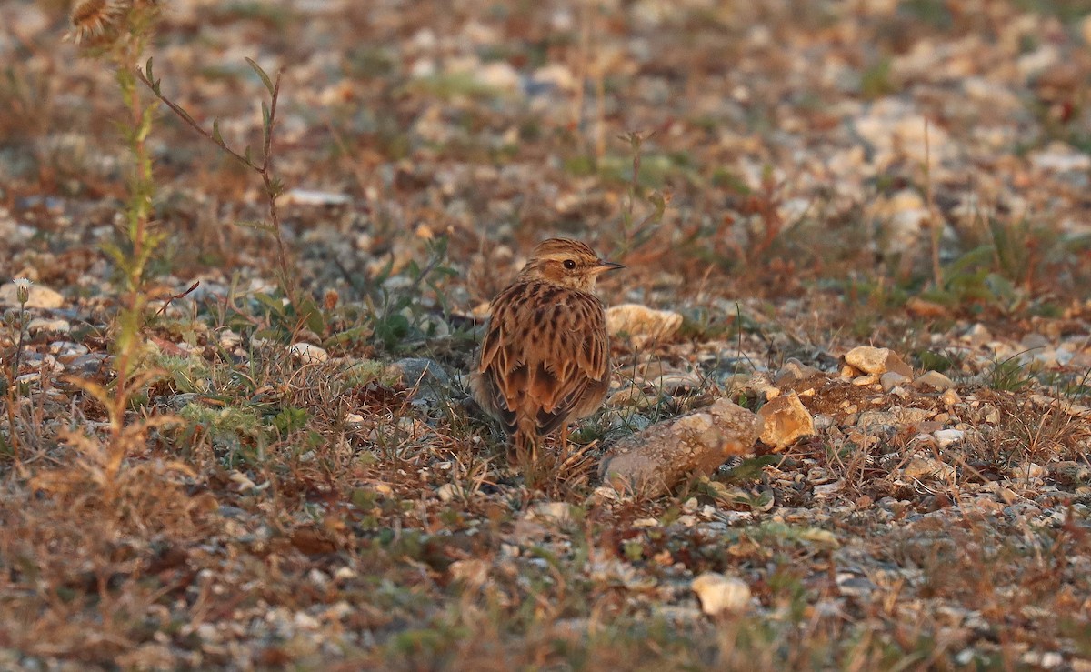 Wood Lark - ML645704309