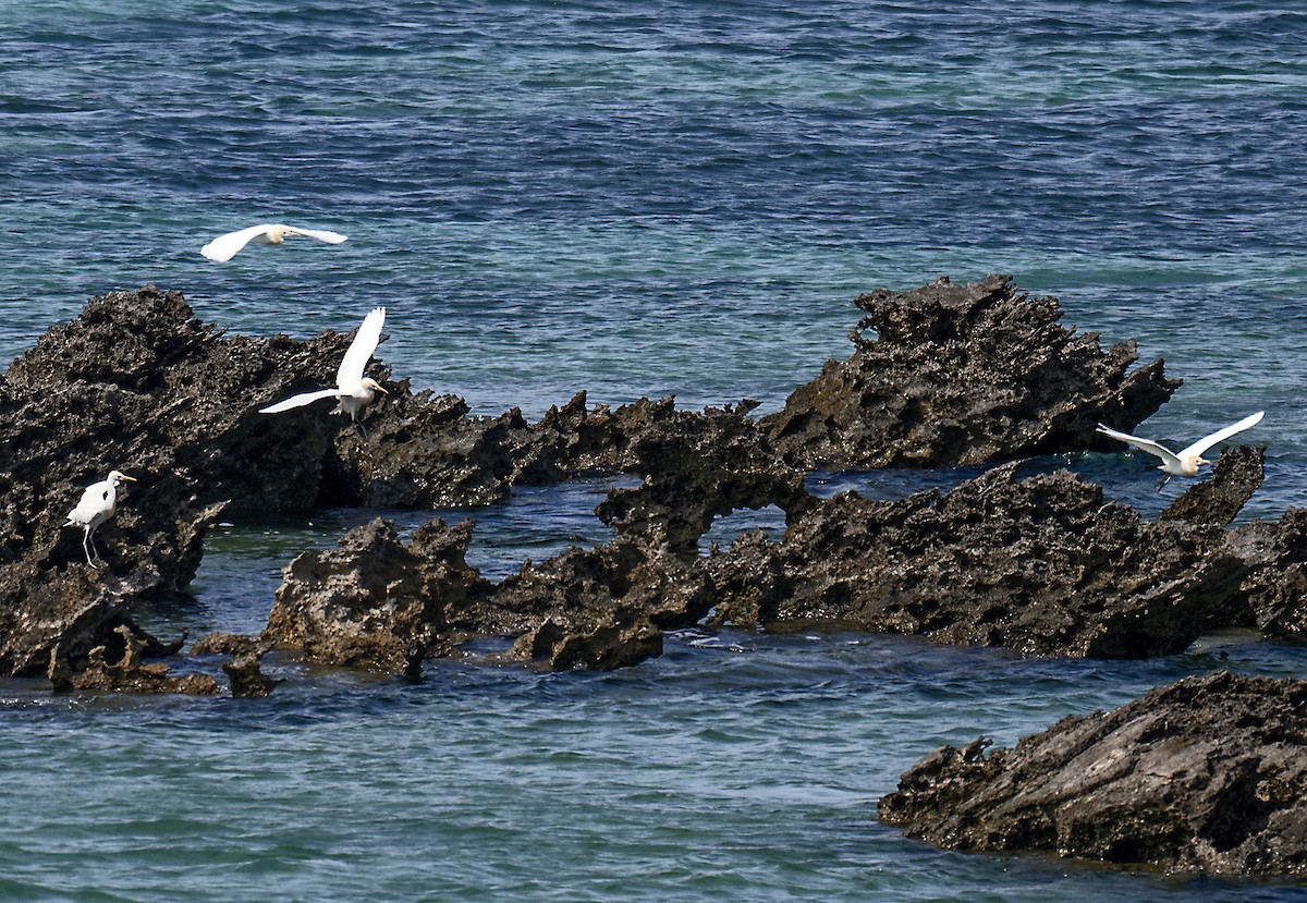 Eastern Cattle-Egret - ML645704310
