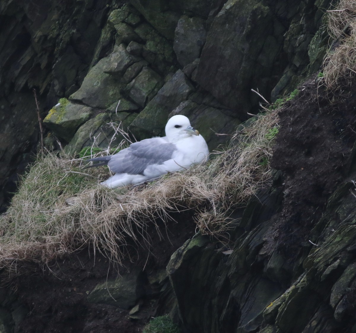 Northern Fulmar - ML645704311