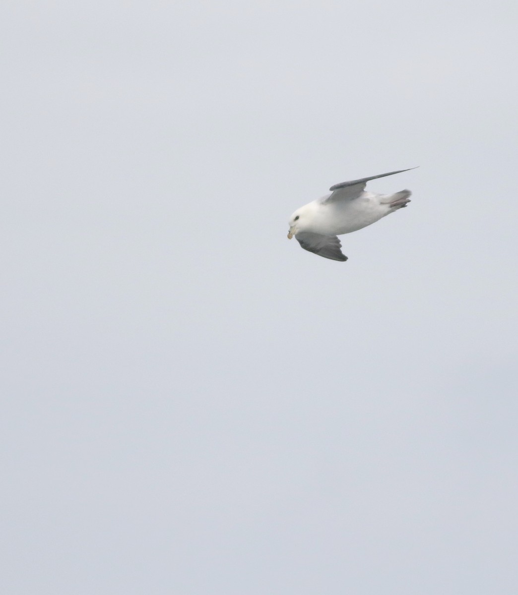 Northern Fulmar - ML645704312