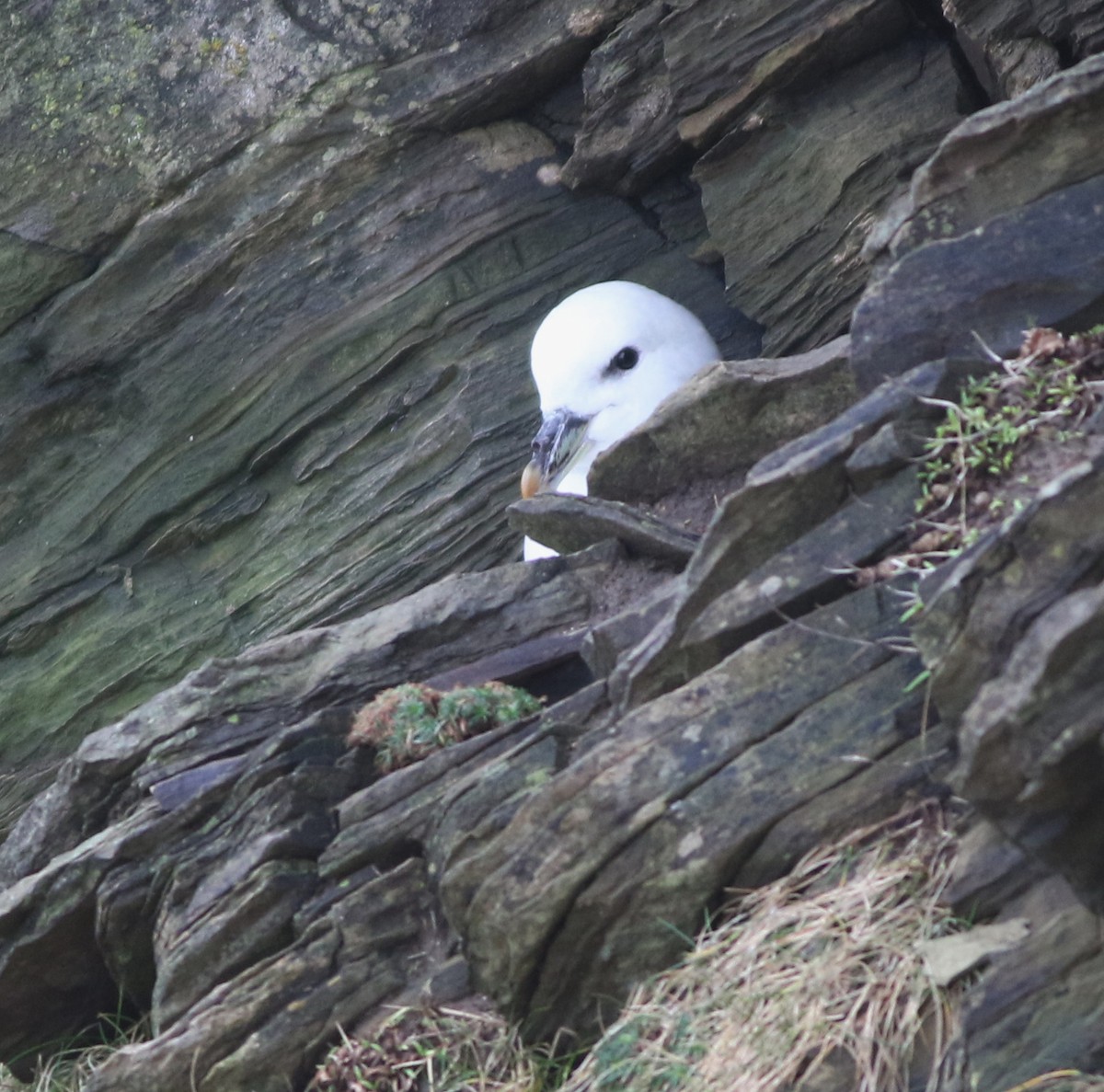 Northern Fulmar - ML645704313