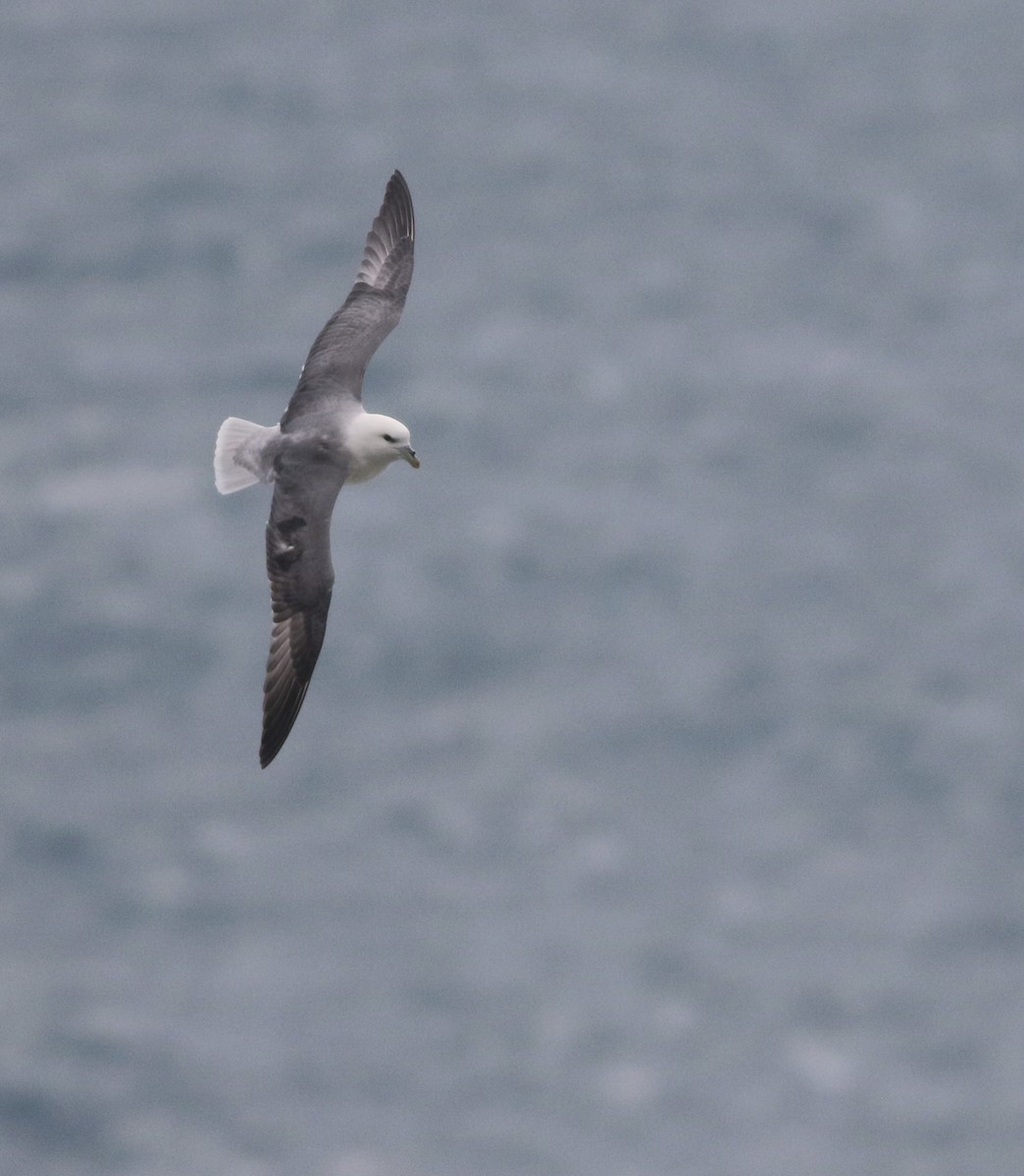 Northern Fulmar - ML645704314
