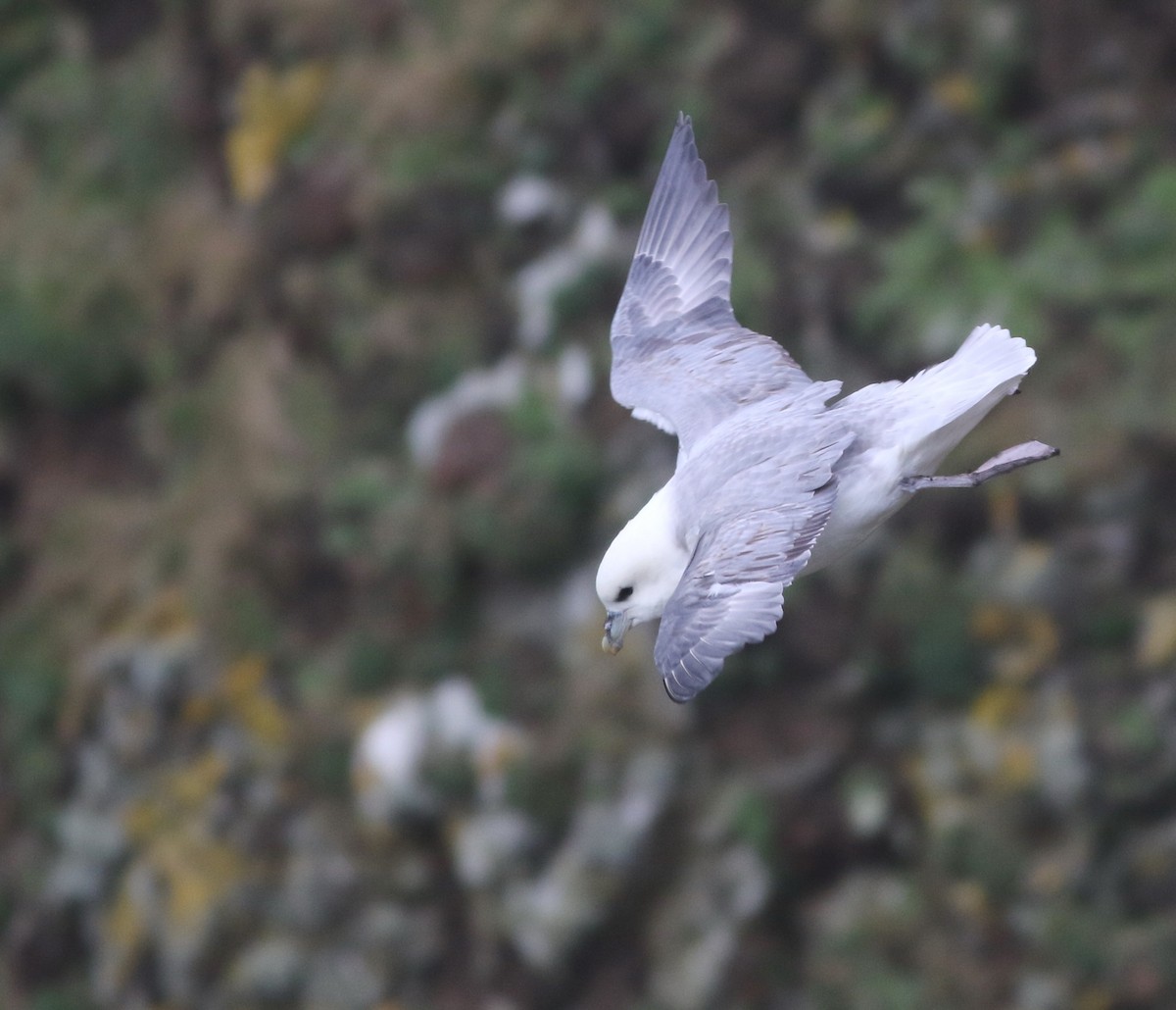 Northern Fulmar - ML645704315