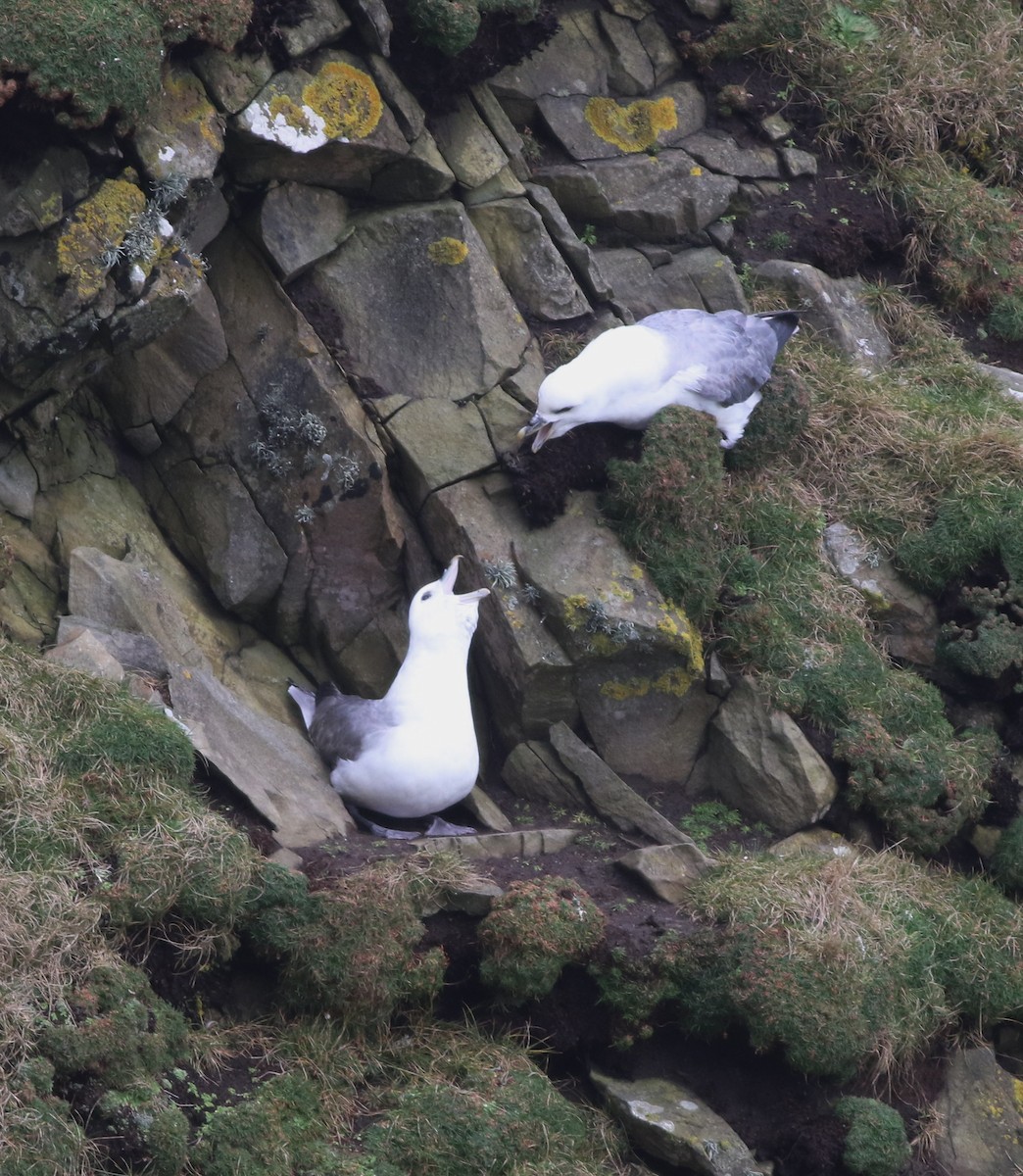 Northern Fulmar - ML645704316