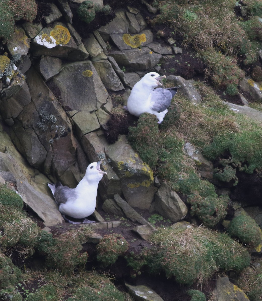 Northern Fulmar - ML645704317