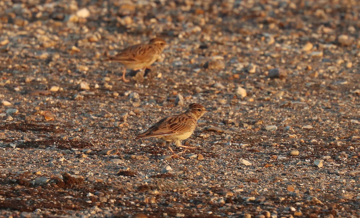 Wood Lark - ML645704318