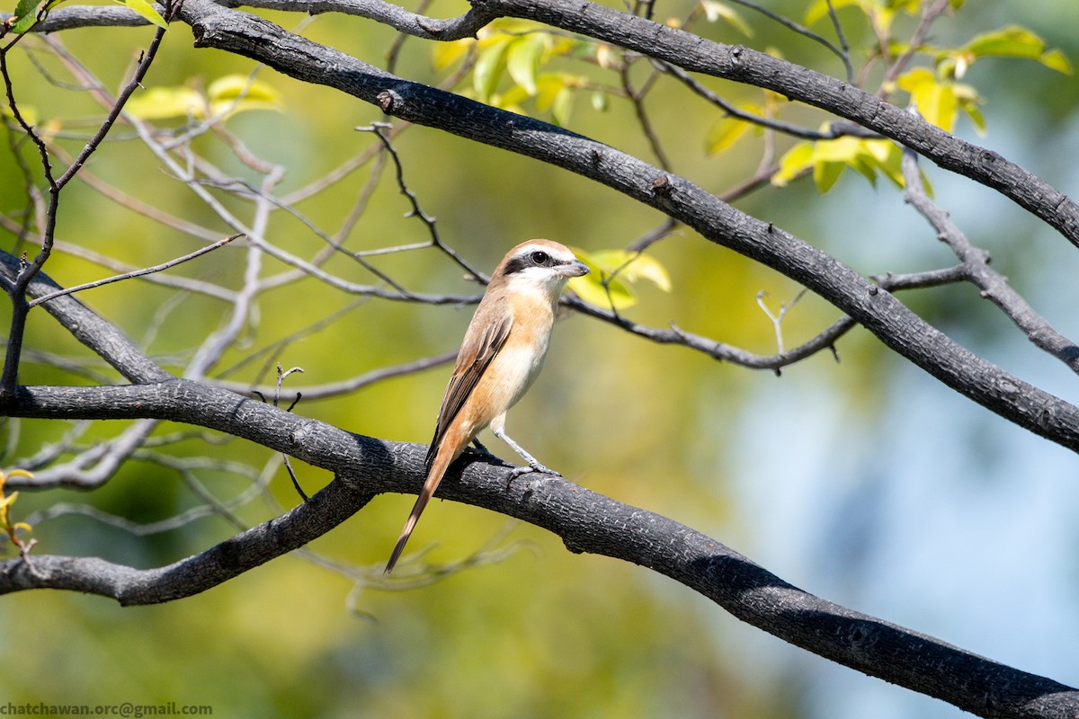 Brown Shrike - ML645704319