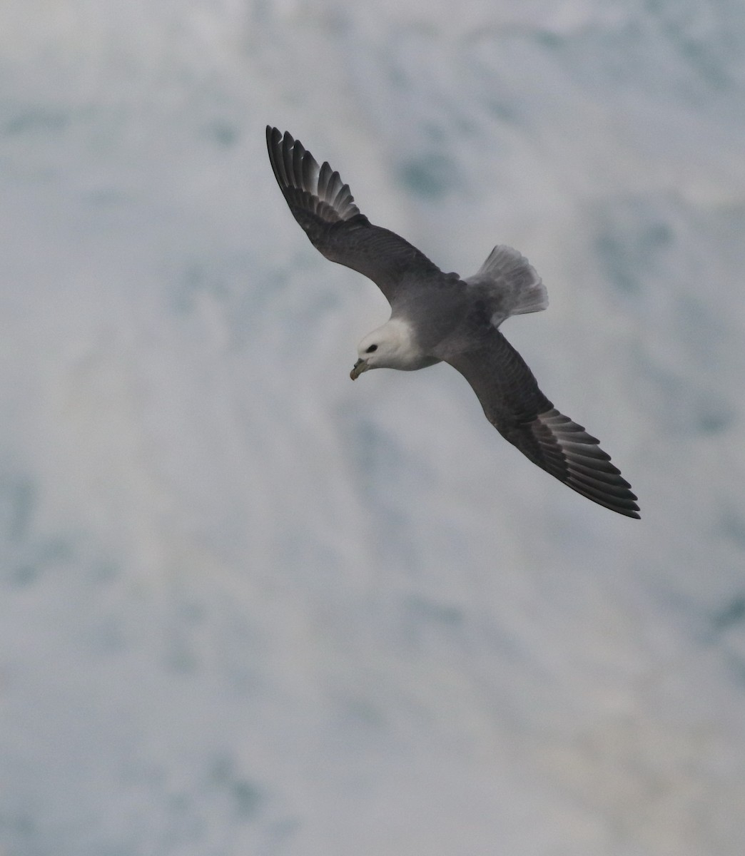 Northern Fulmar - ML645704320