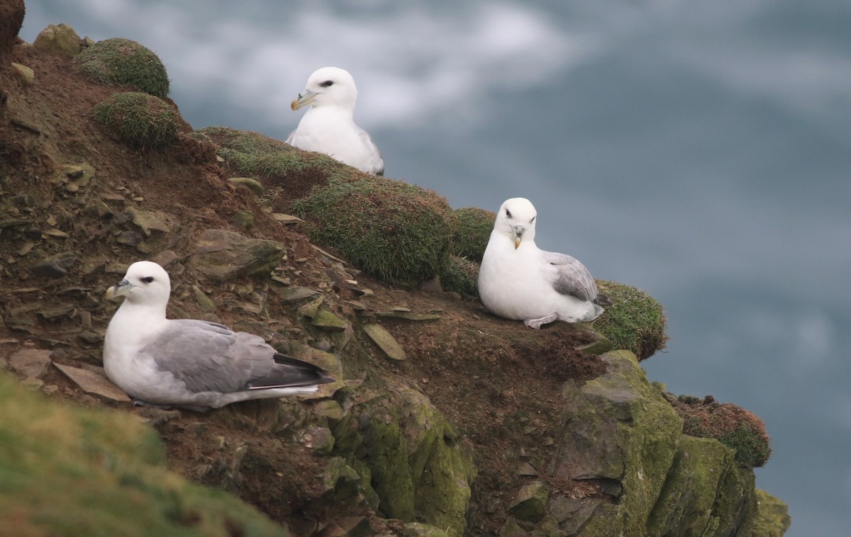 Northern Fulmar - ML645704321