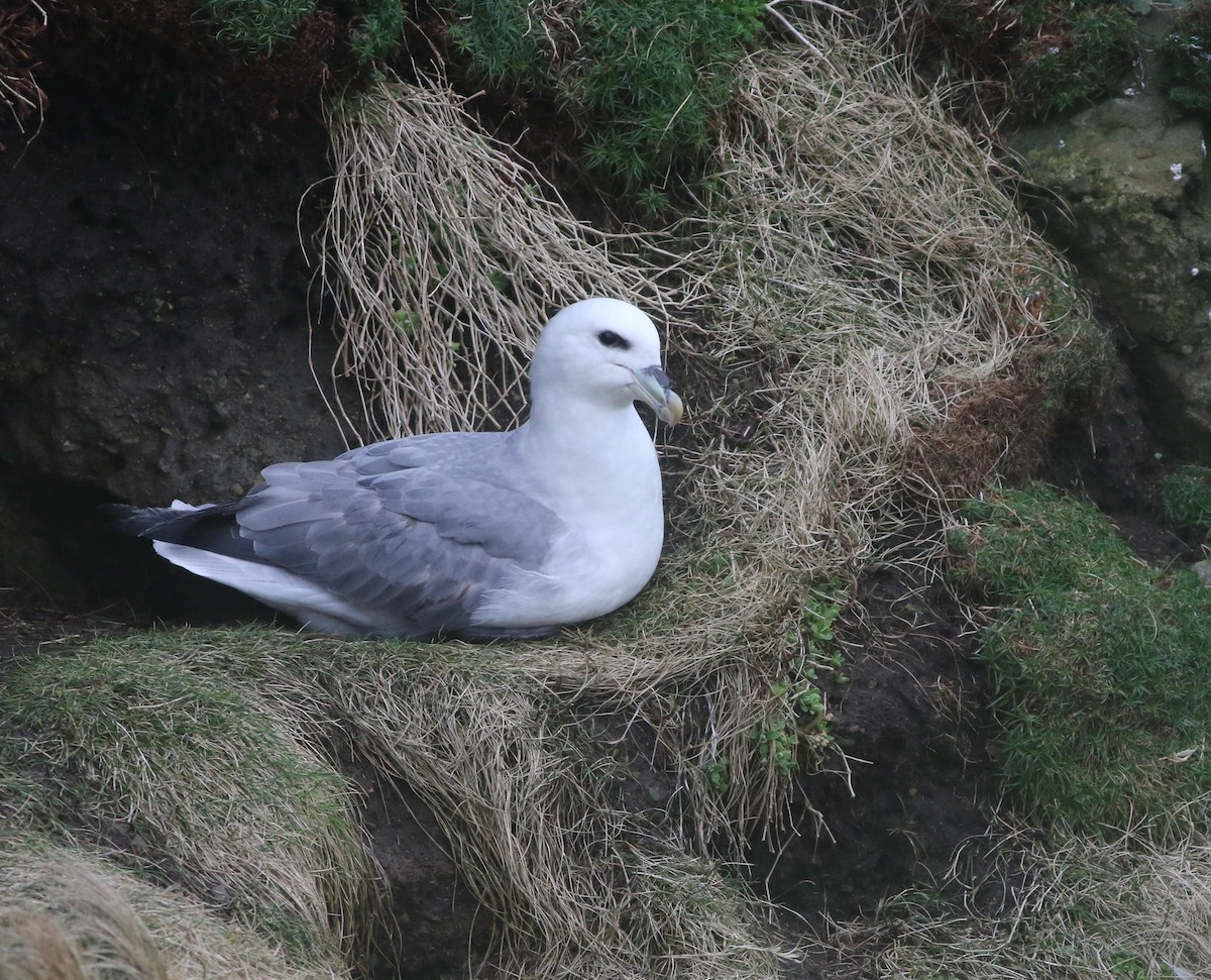 Northern Fulmar - ML645704322