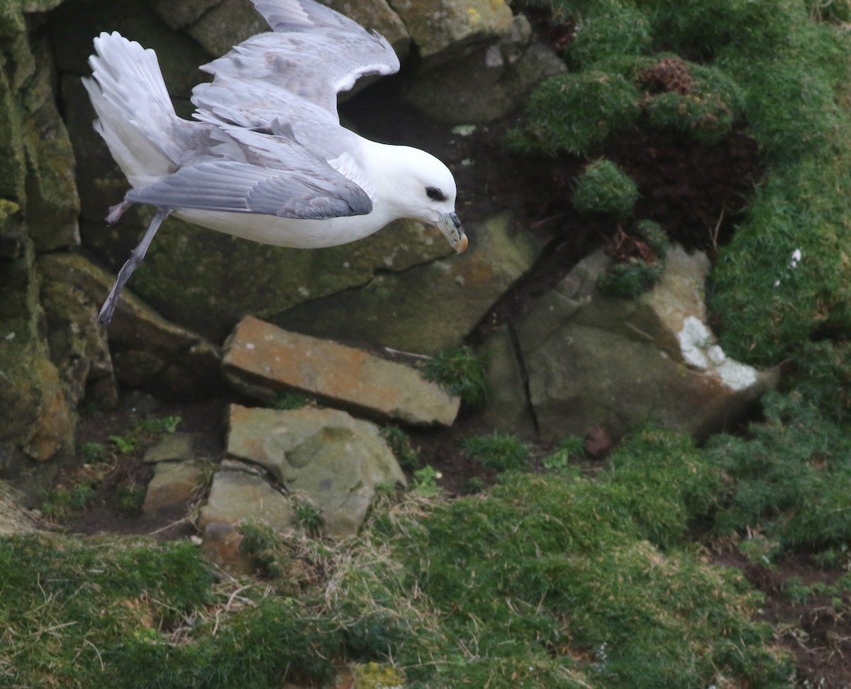 Northern Fulmar - ML645704323