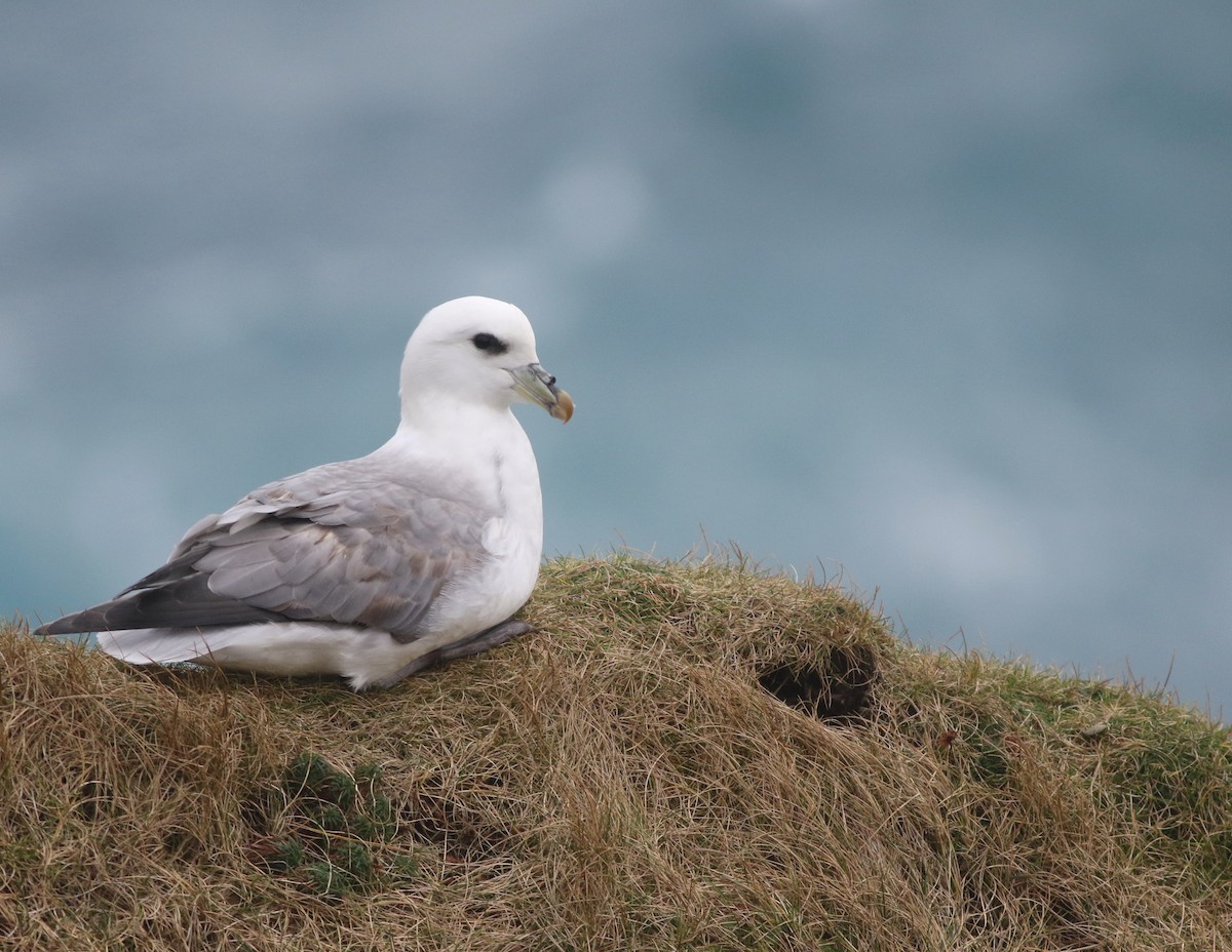 Northern Fulmar - ML645704324