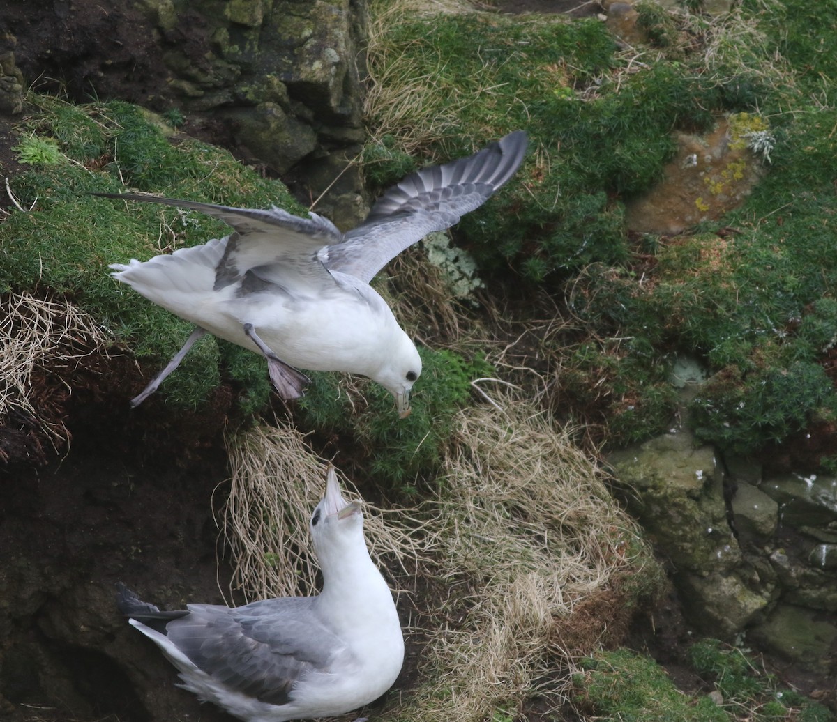 Northern Fulmar - ML645704325