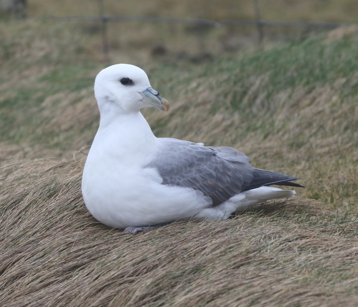 Northern Fulmar - ML645704326