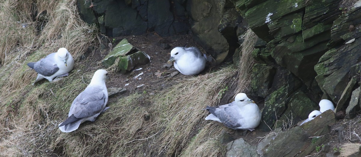 Northern Fulmar - ML645704327