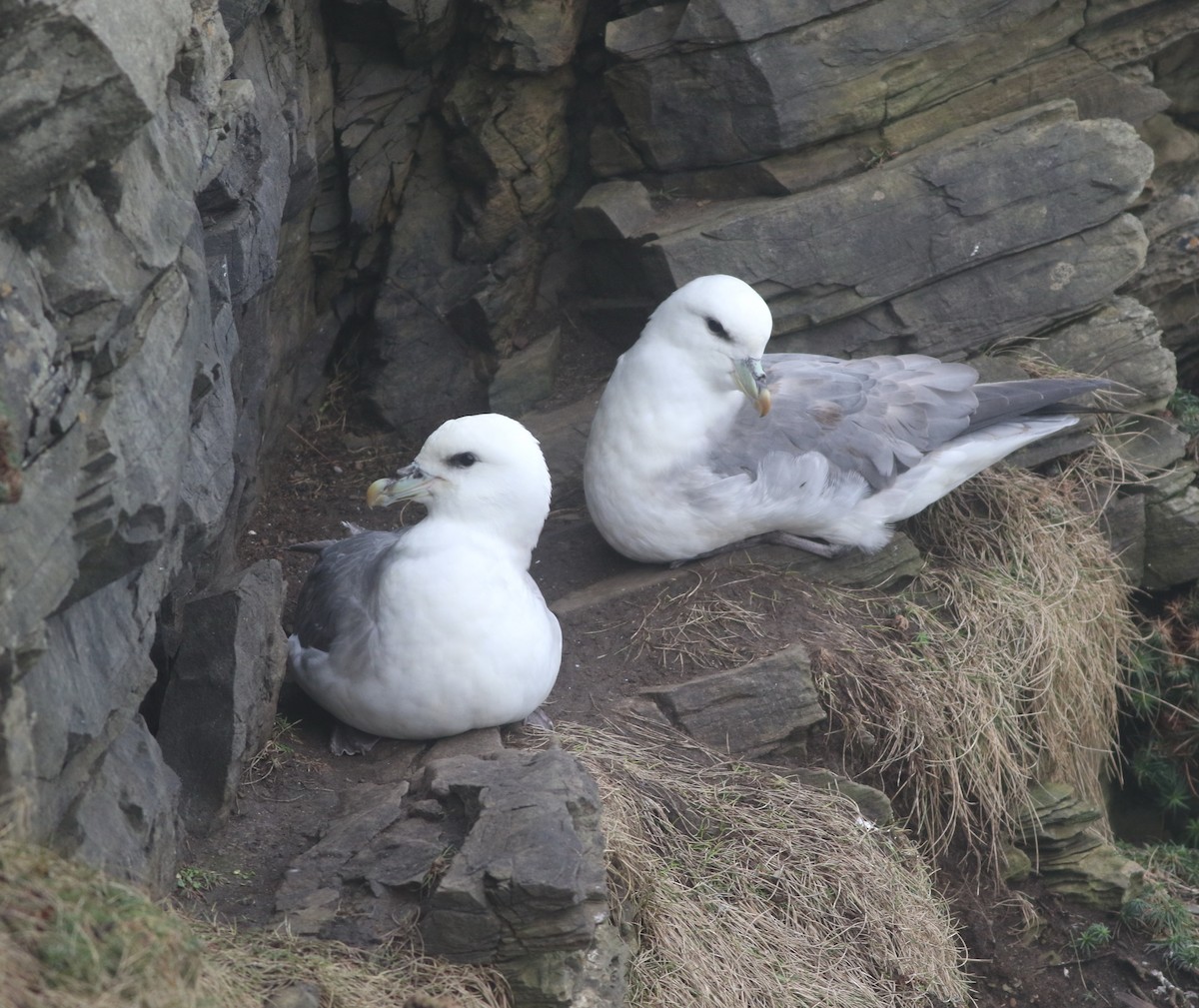 Northern Fulmar - ML645704328