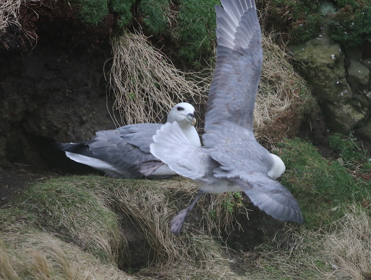 Northern Fulmar - ML645704330