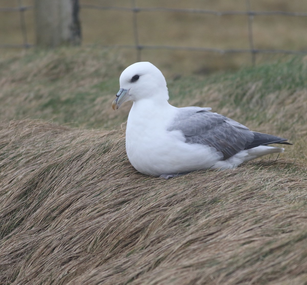 Northern Fulmar - ML645704331