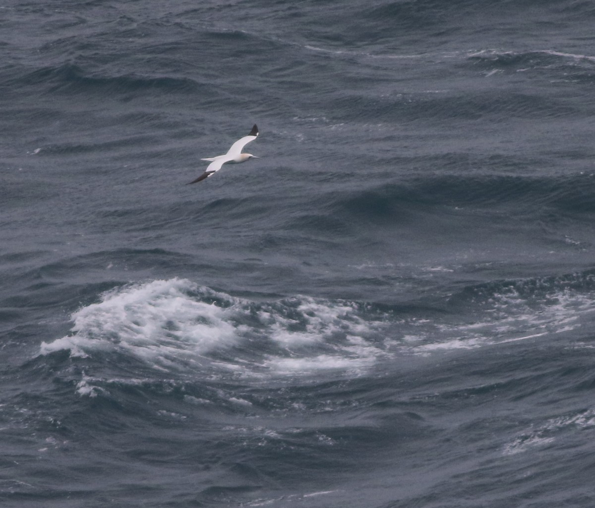 Northern Gannet - ML645704332