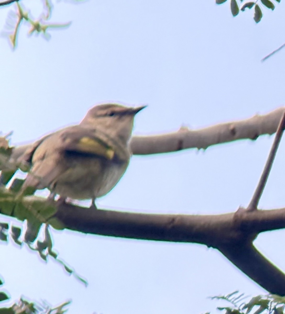 Black Cuckooshrike - ML645704333
