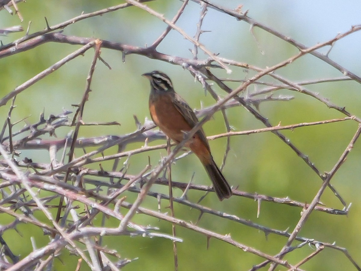 Cinnamon-breasted Bunting - ML645704334
