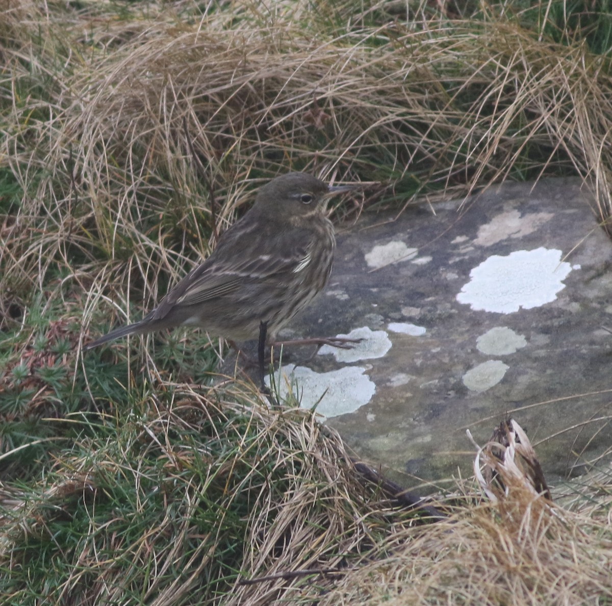 Bisbita Costero - ML645704346