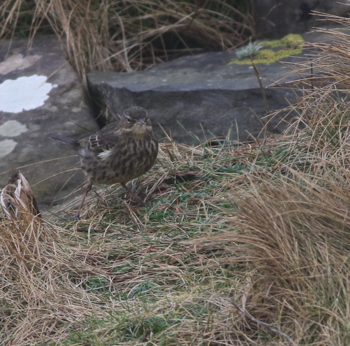 Bisbita Costero - ML645704347