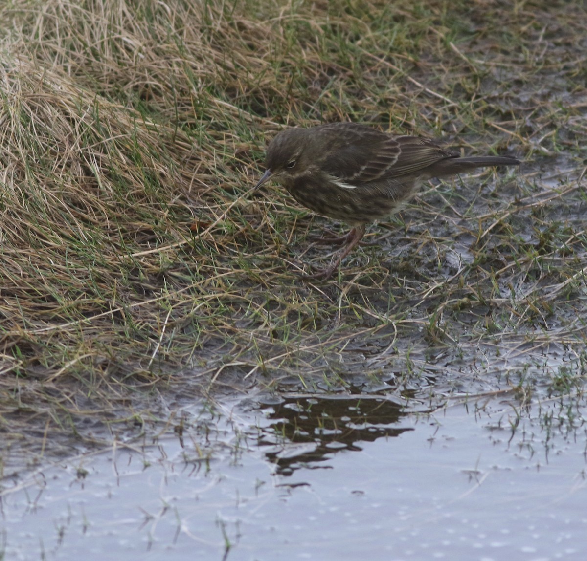 Bisbita Costero - ML645704348